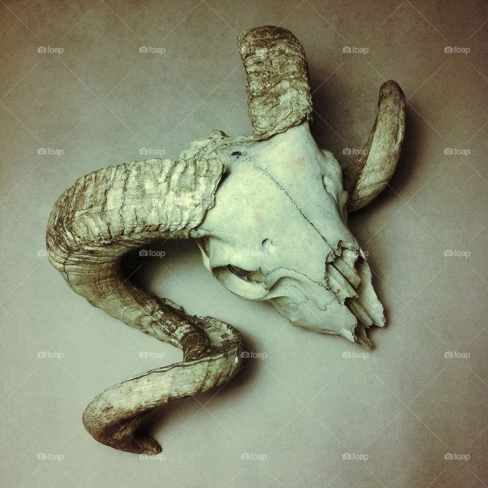 Rams skull