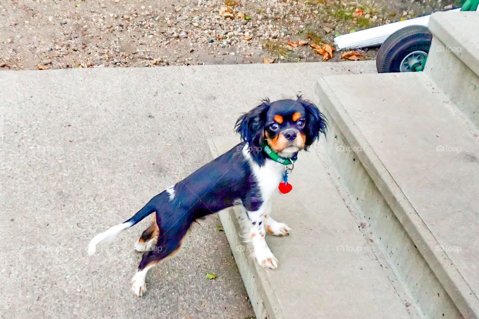 Cavalier King Charles Spaniel Puppy Photo 