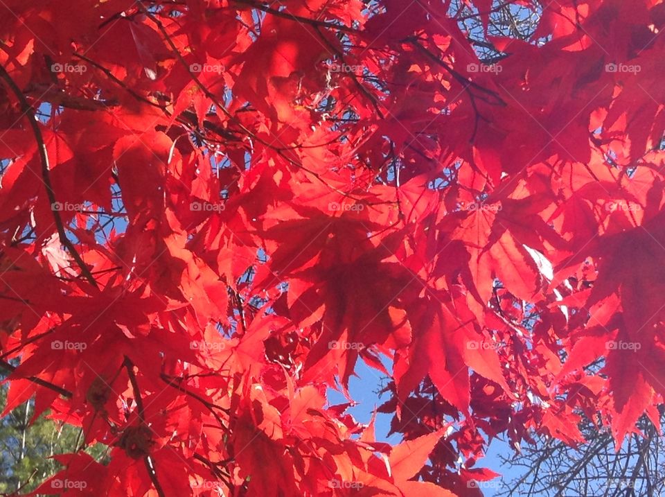 Japanese maple leaves background 