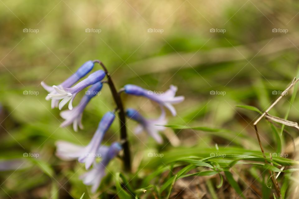 flower, spring, hyacinth, purple, prairie