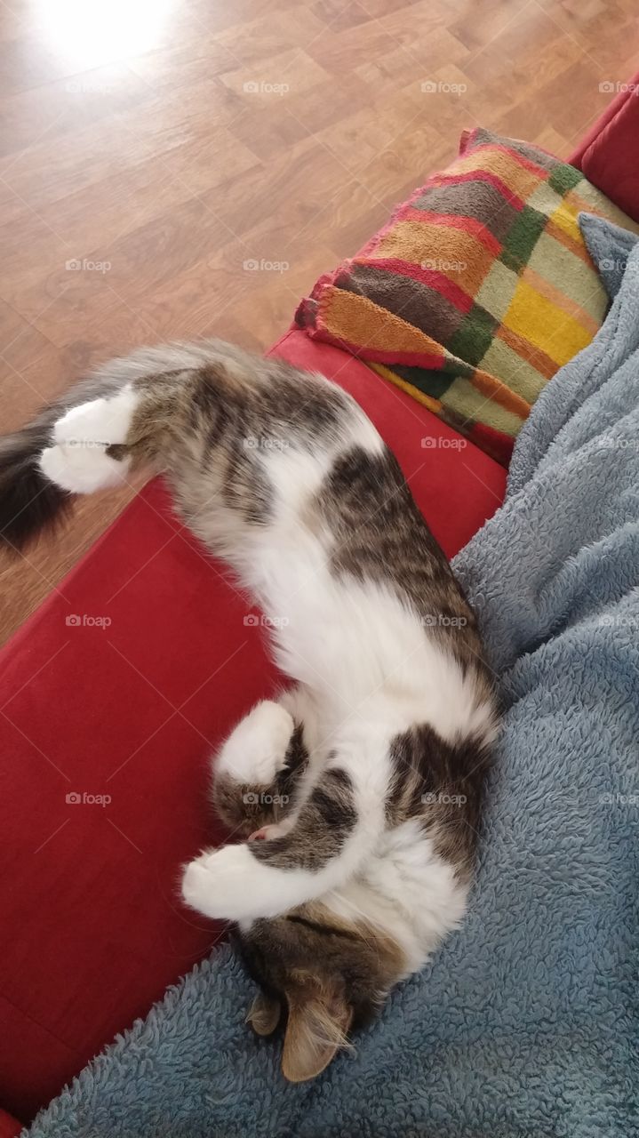 Sofi being lazy