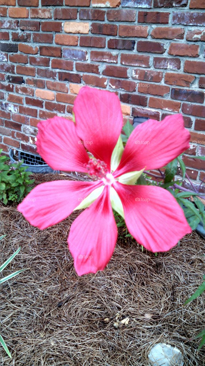 pink flower