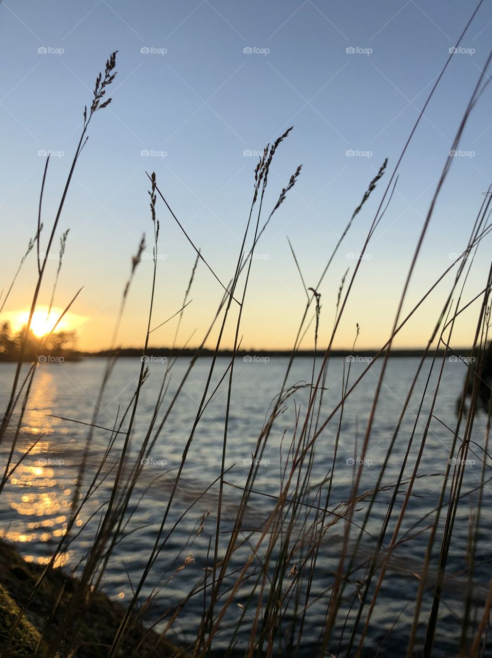 beautiful summer sunset behind some over grown grass  