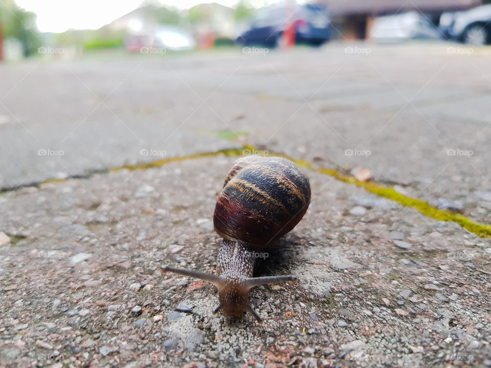 snail