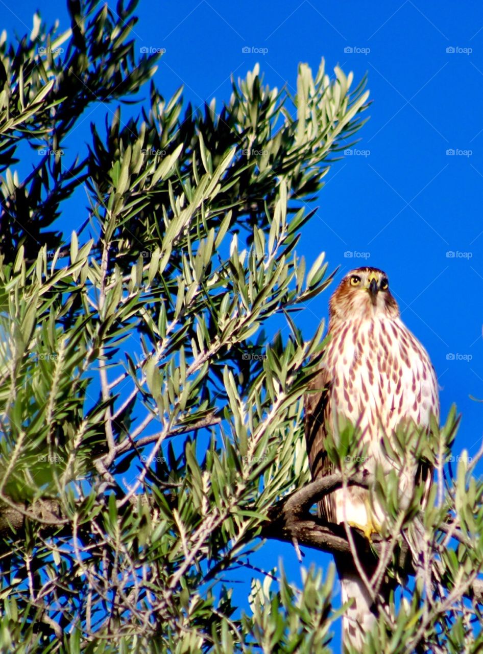 Hawk in an olive tree 