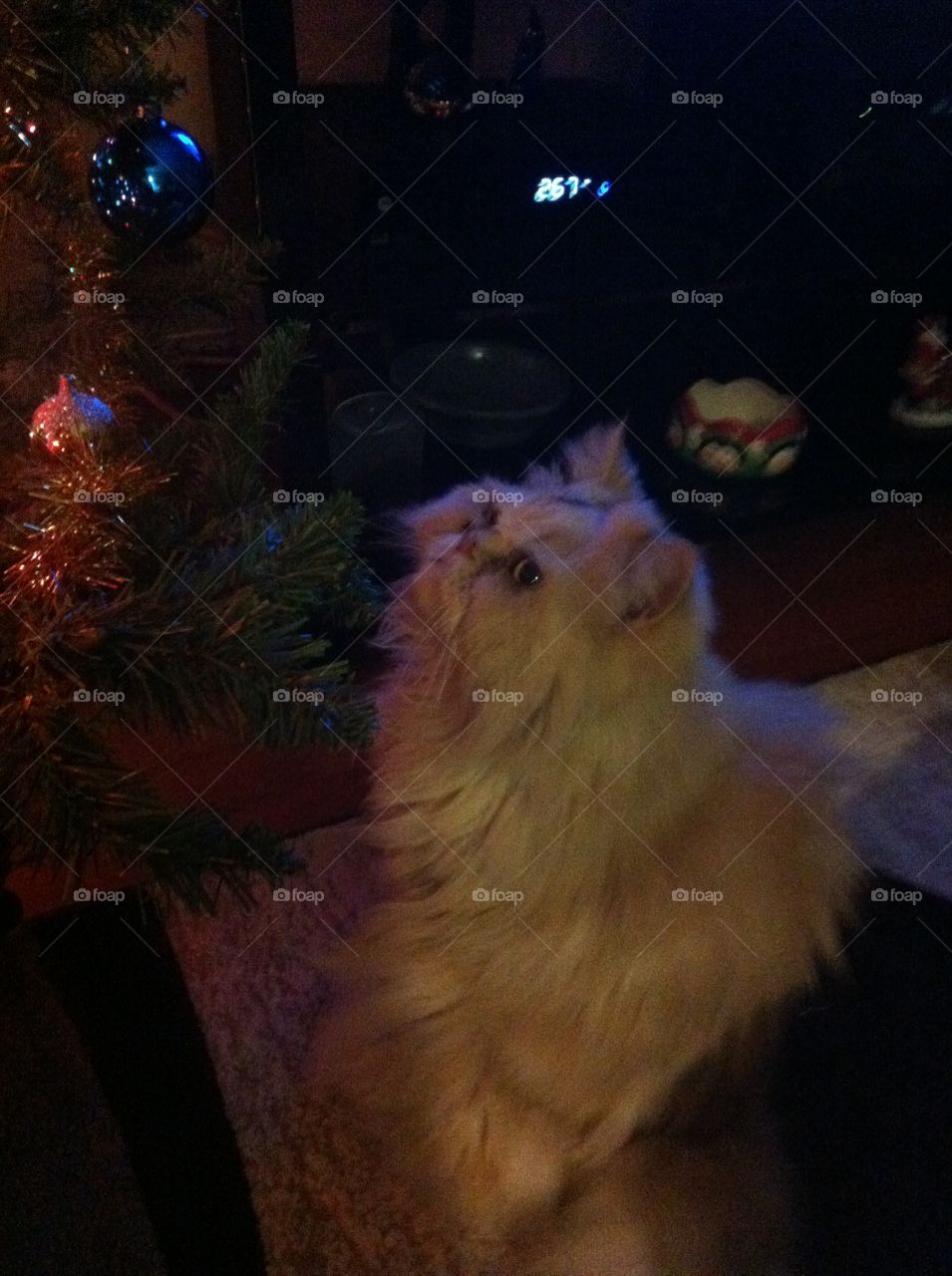 Our Persian cat admires the lights and decorations on the Christmas tree.