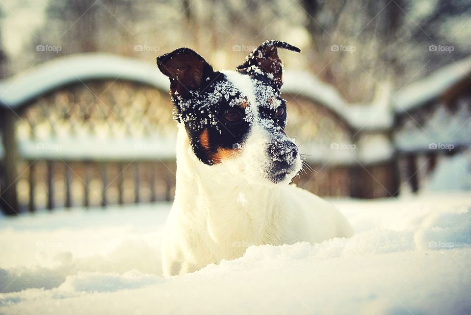 Dog playing in the snow