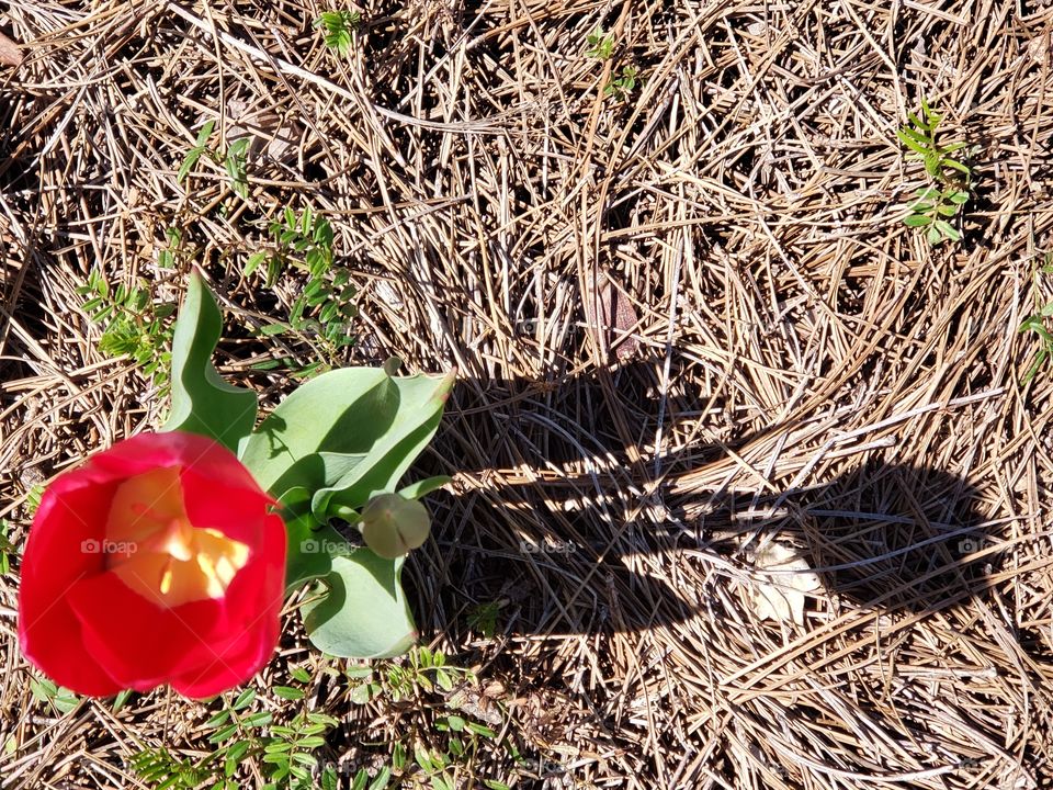 Tulip and its shadow