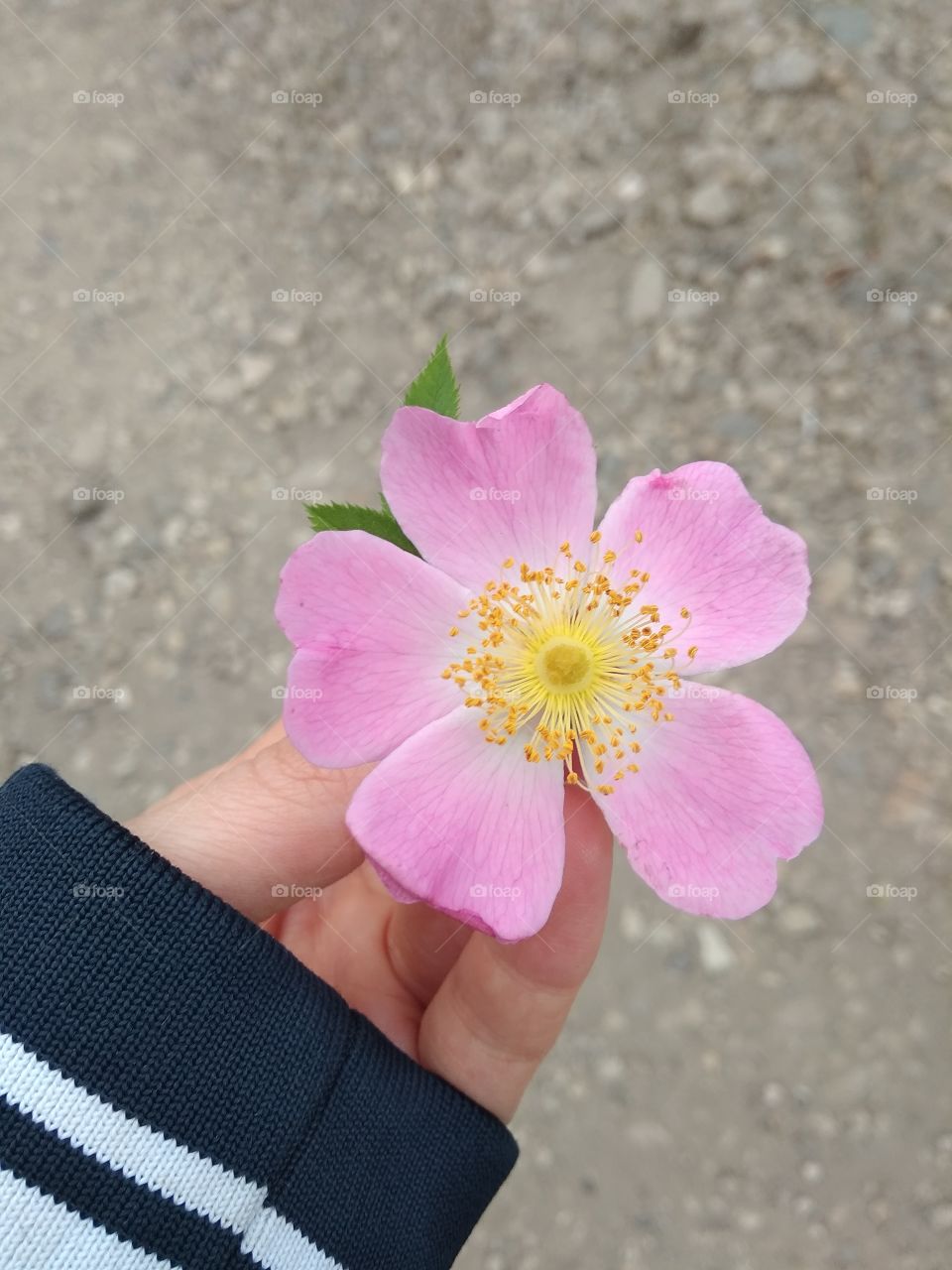 Розовый цветок в руке