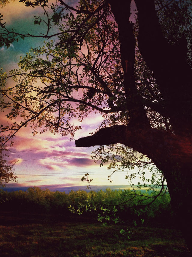 tree