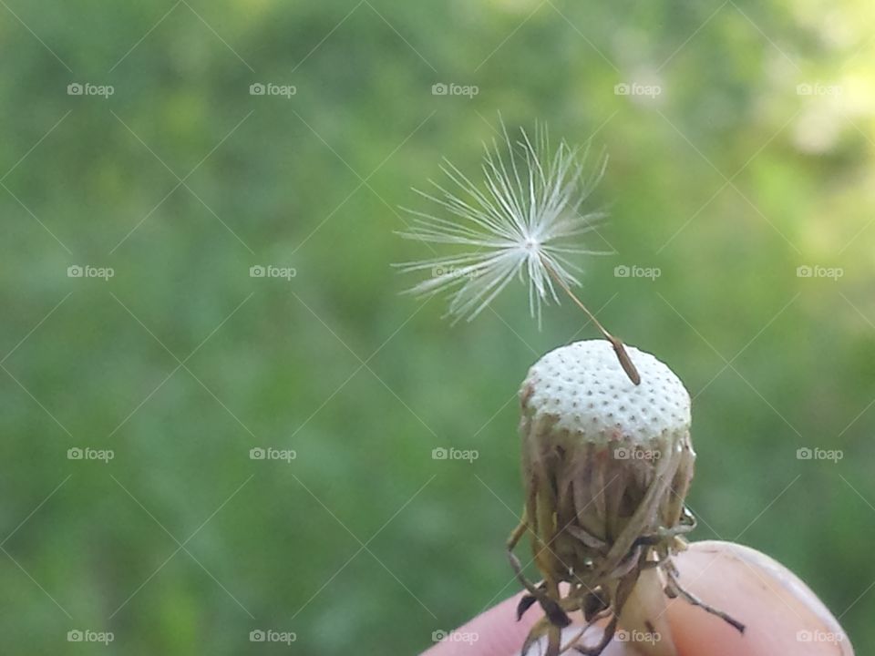 Hand holding plant with dandelion flower