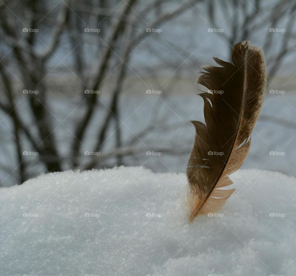 Winter, Snow, Cold, Frost, No Person