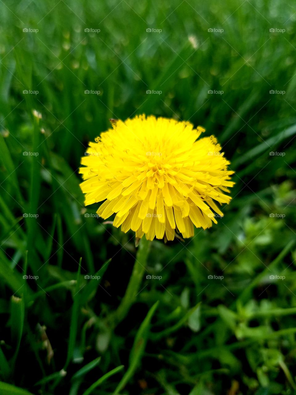A dandelion in natural light up close and personal.