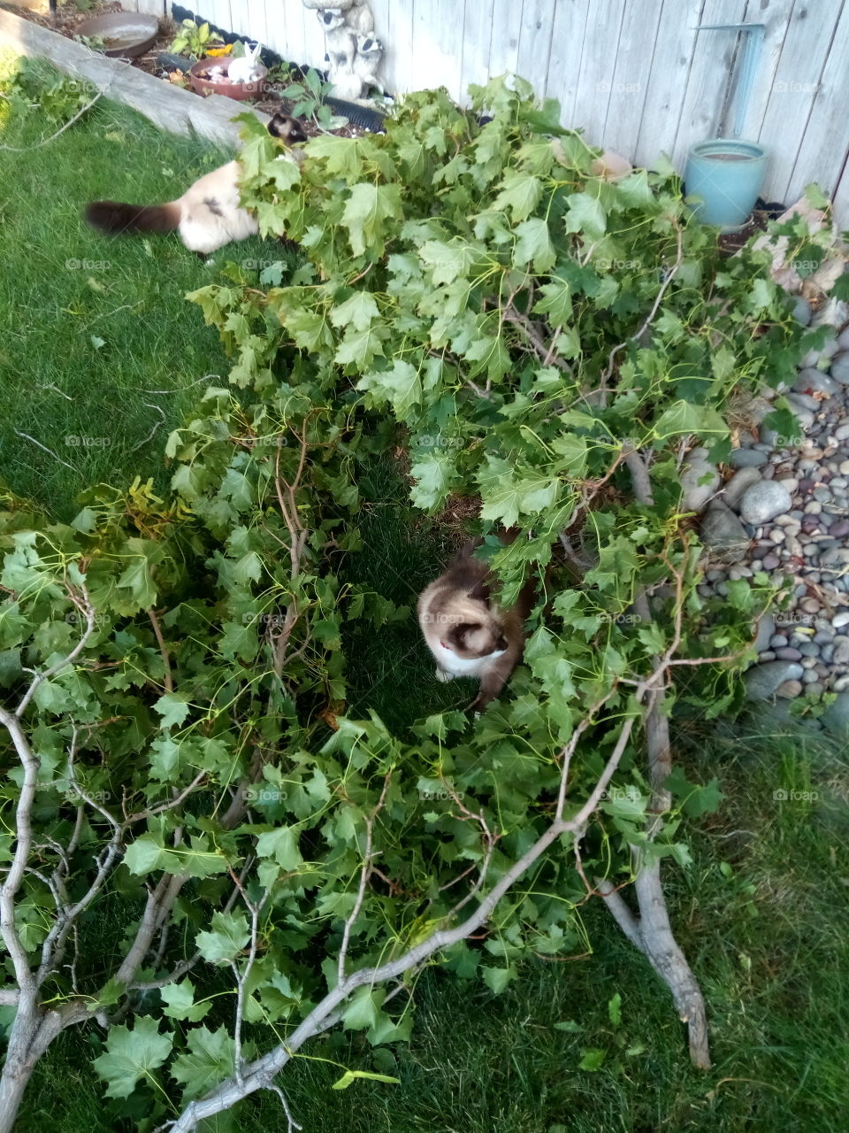 Cats playing in the down branches