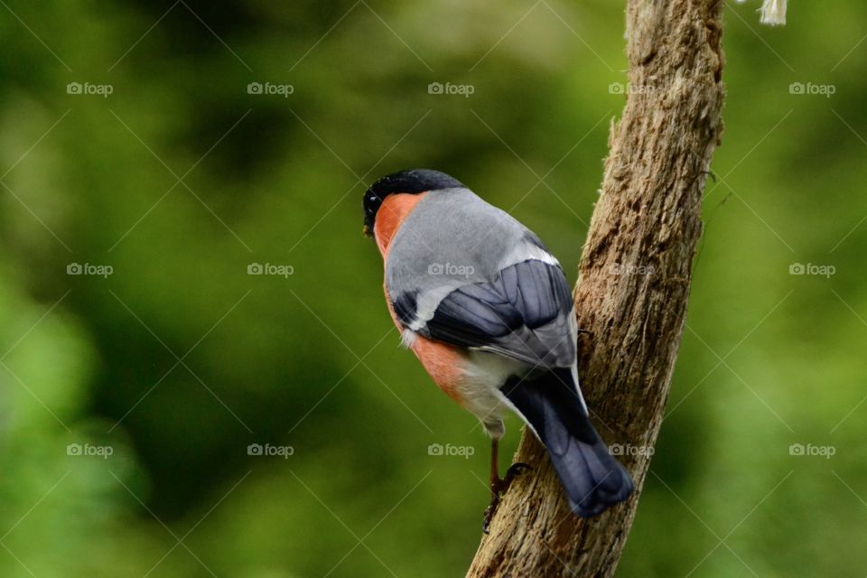 Male bullfinch perching on brach