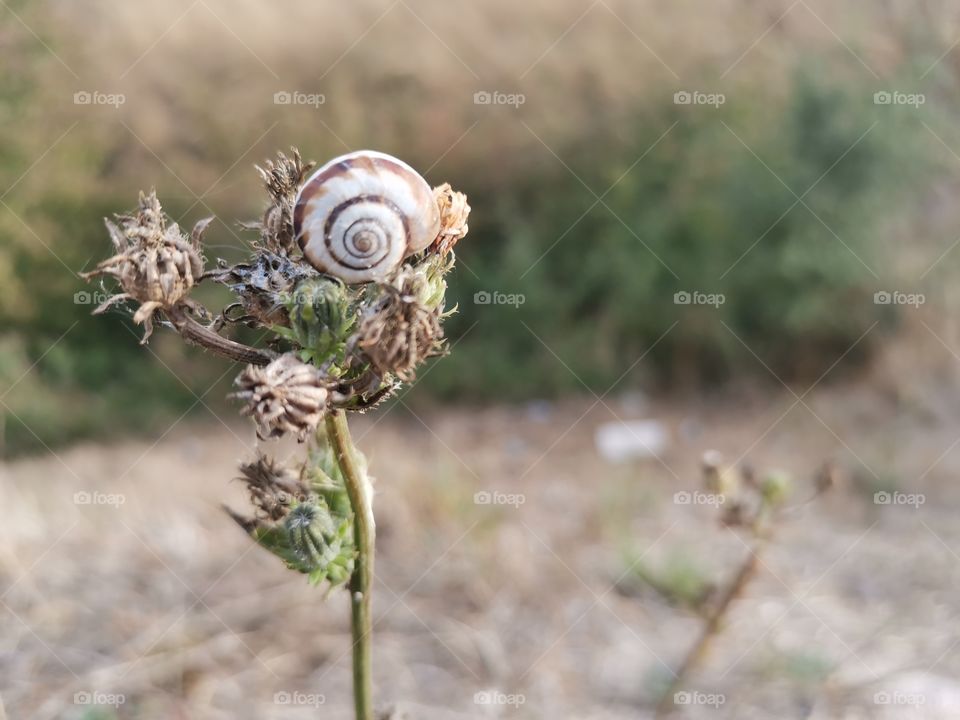 Snail