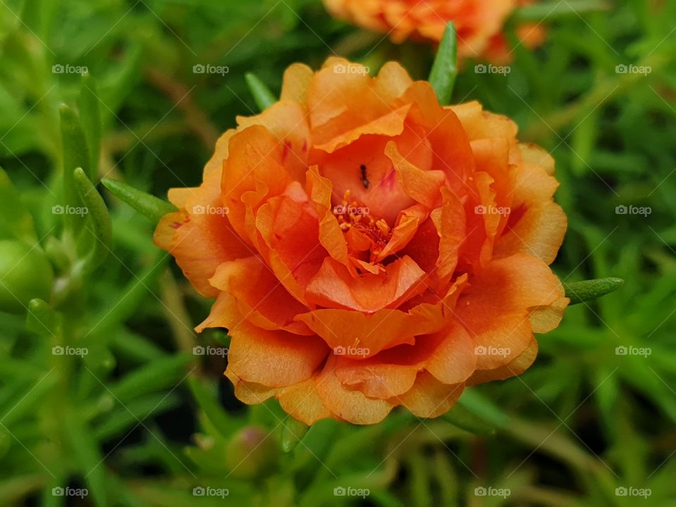 the Portulaca Grandiflora