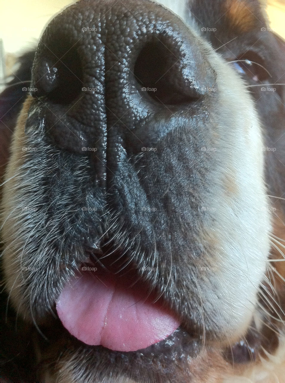 dog mammals nose animals by ka71