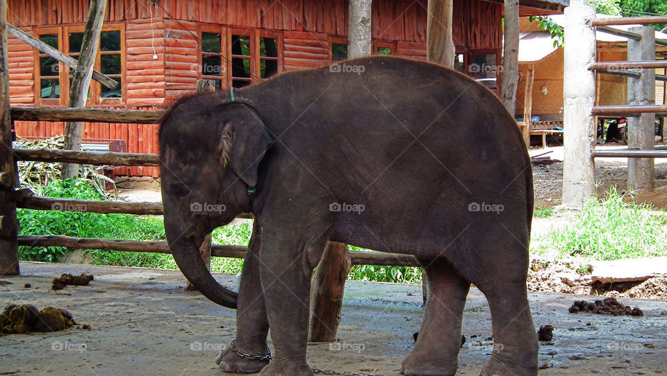 Baby Elefant captured at the north of Thailand