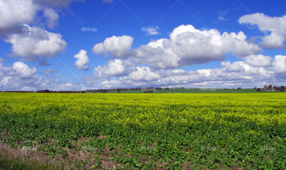 sky field yellow blue by paullj