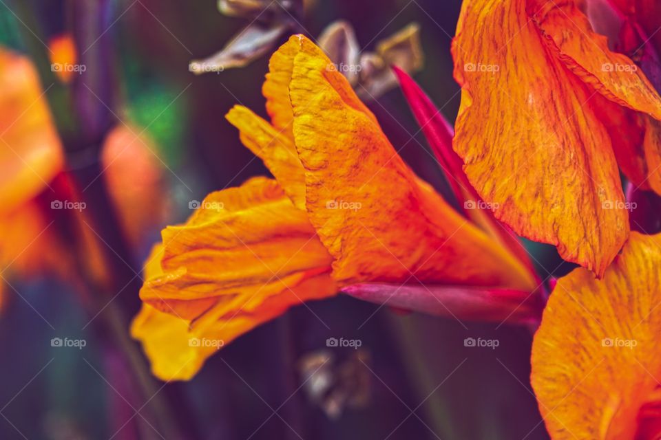 Autumn, orange flowers
