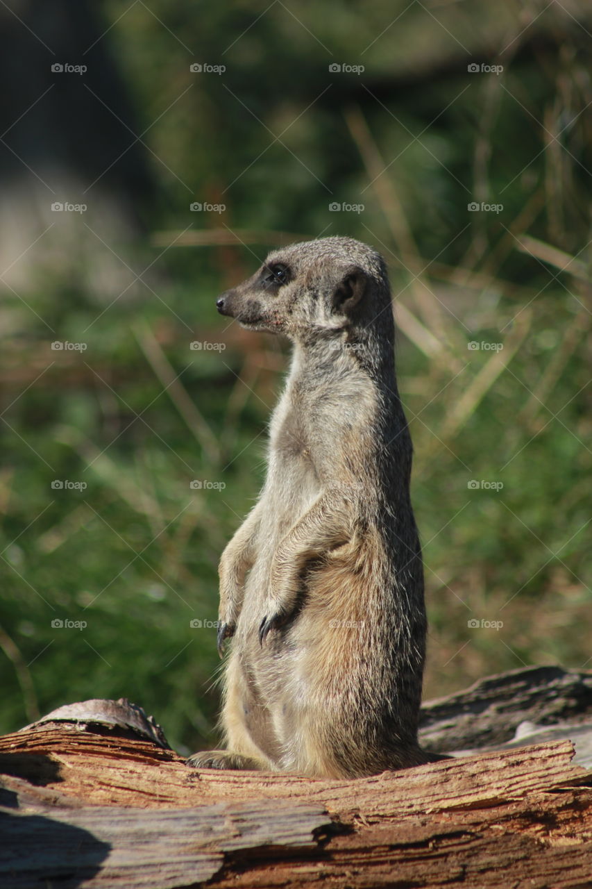 Animals, meerkats, mammals, small