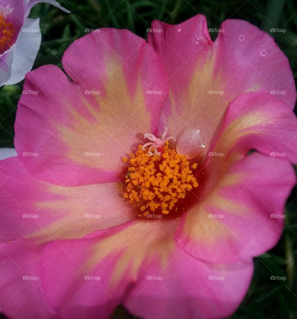 Rose Moss with one drop of rain