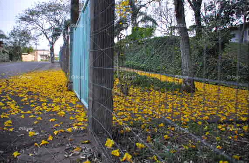 Flores e flores caídas I