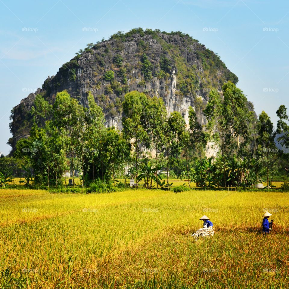 Tam Coc, Vietnam. Taken during my travels in Vietnam. Workers harvesting their crops in beautiful Tam Coc, the Halong Bay on land. 