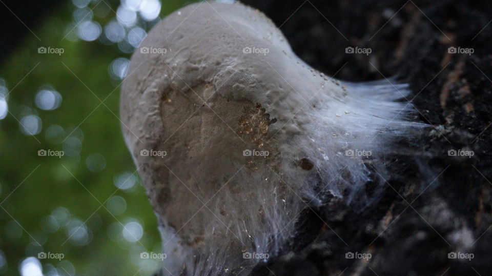 nature#tree#mushroom