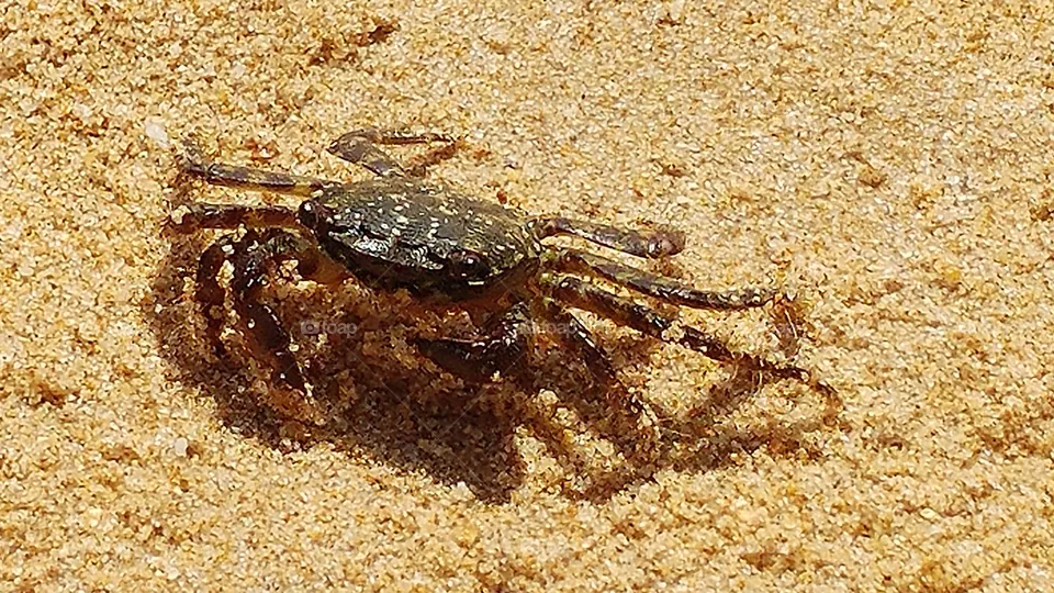 crab
