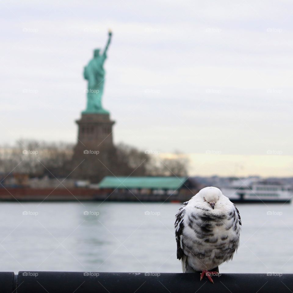 Bird, Water, Travel, No Person, Sky