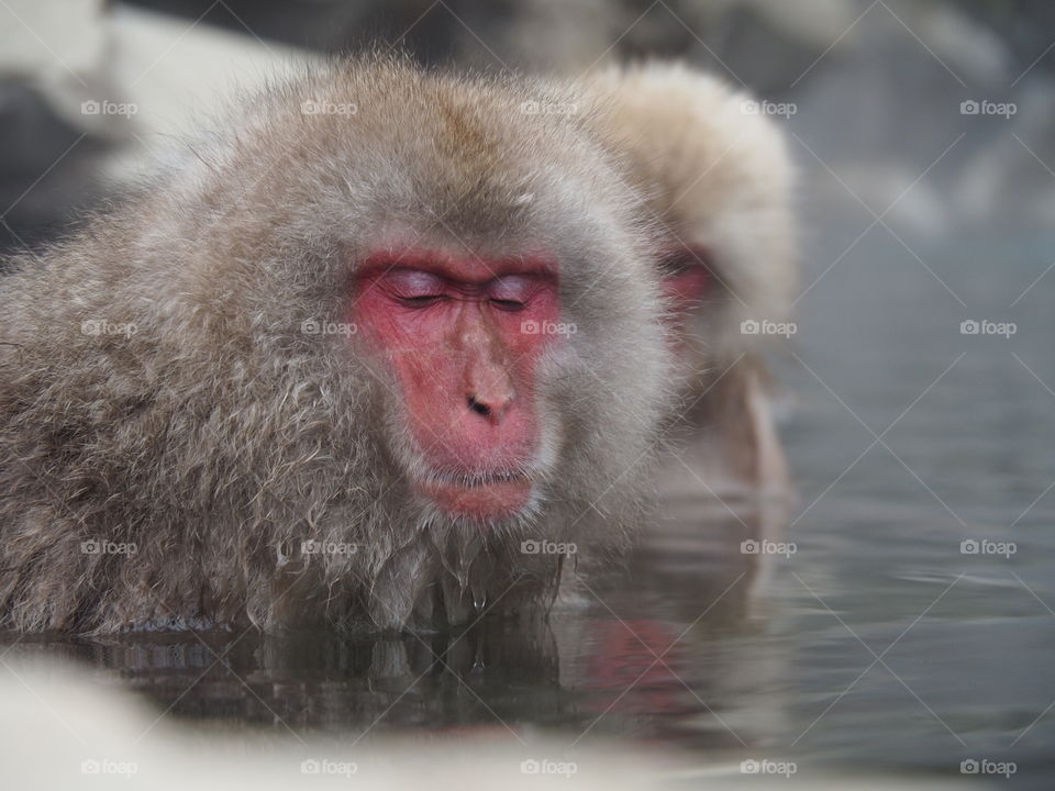 Snow monkey