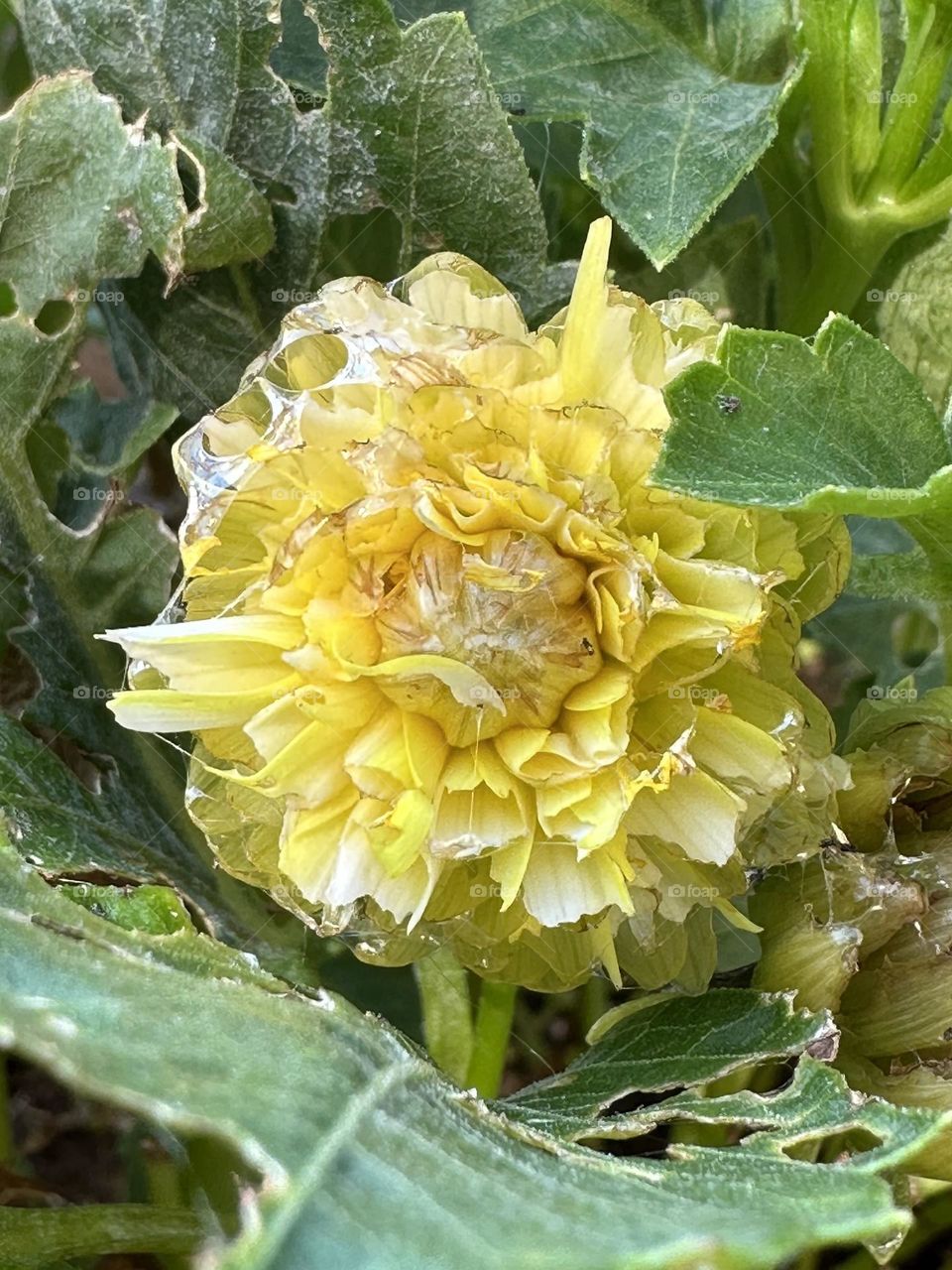 Yellow dahlia flower in backyard container garden with green leaves petals eaten by snails and slugs patio plants suburban neighborhood landscaping summer hobby nature close up