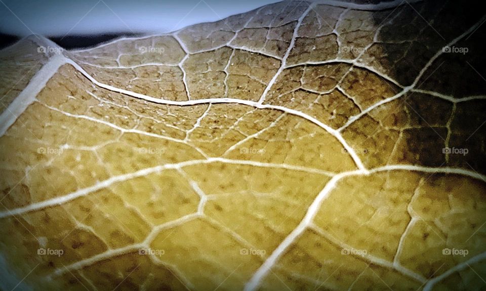 leaf veins