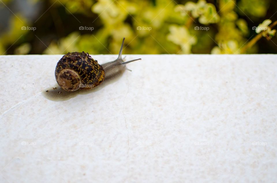 snail . snail walks after rain