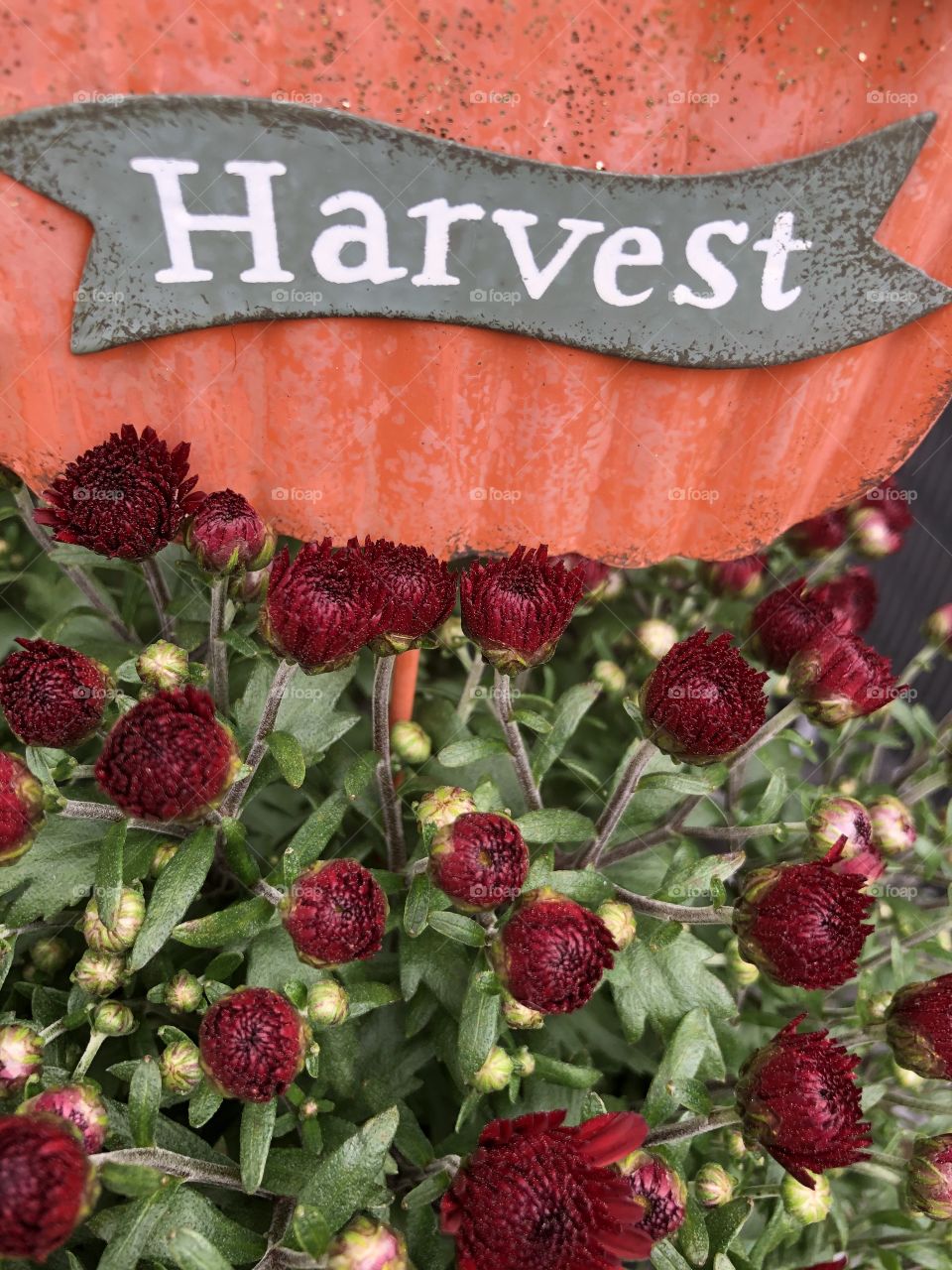 Harvest tin sign red mum flowers 