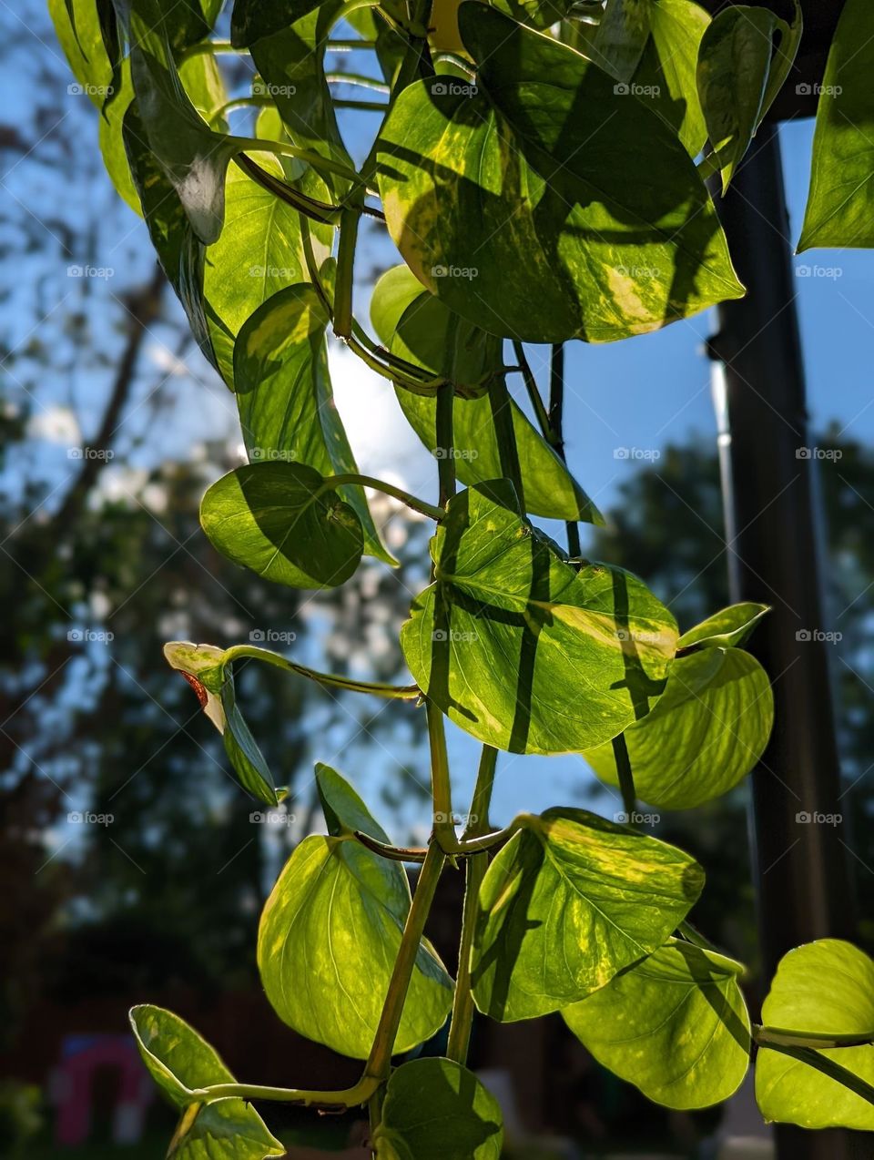 pothos and sunshine