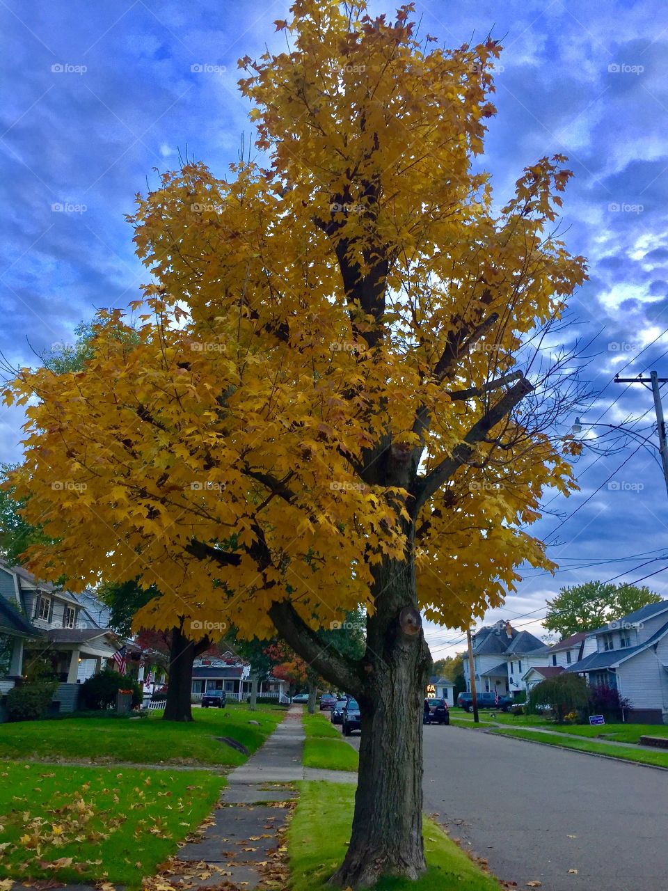 Just a tree in the neighborhood 