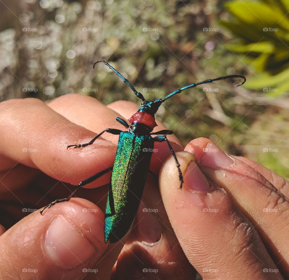 Aromia moschata / Coleoptera / beetles / wildlife