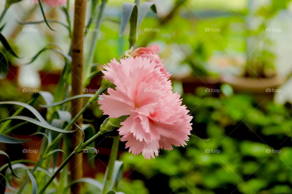 Flower photography, rose color flower 