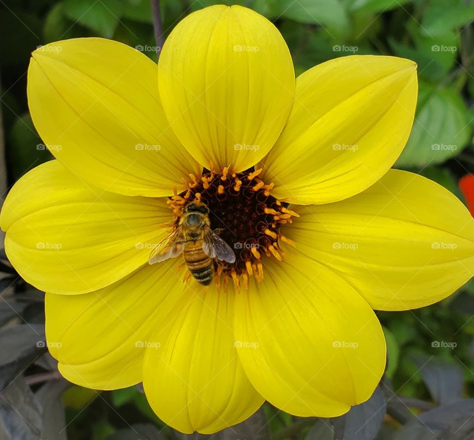 a honeybee collecting pollen on a yellow flower