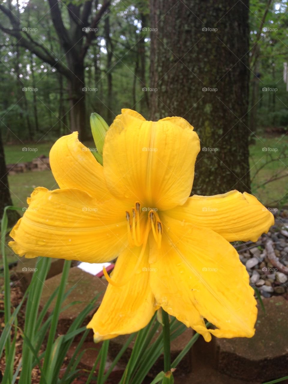 Yellow treasure. Very nice yellow flower in full bloom after lots of rain in Battle Creek Michigan 