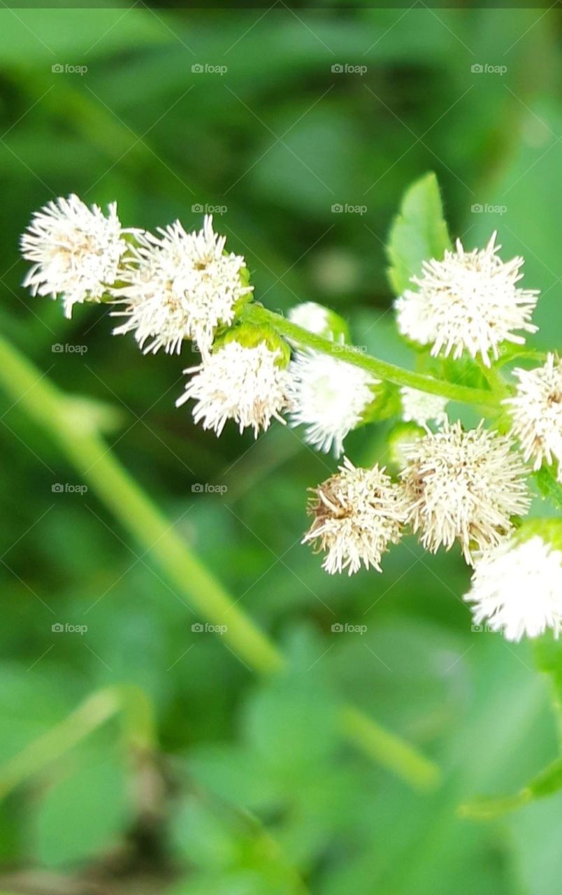 natue brings us beautiful weeds flowers