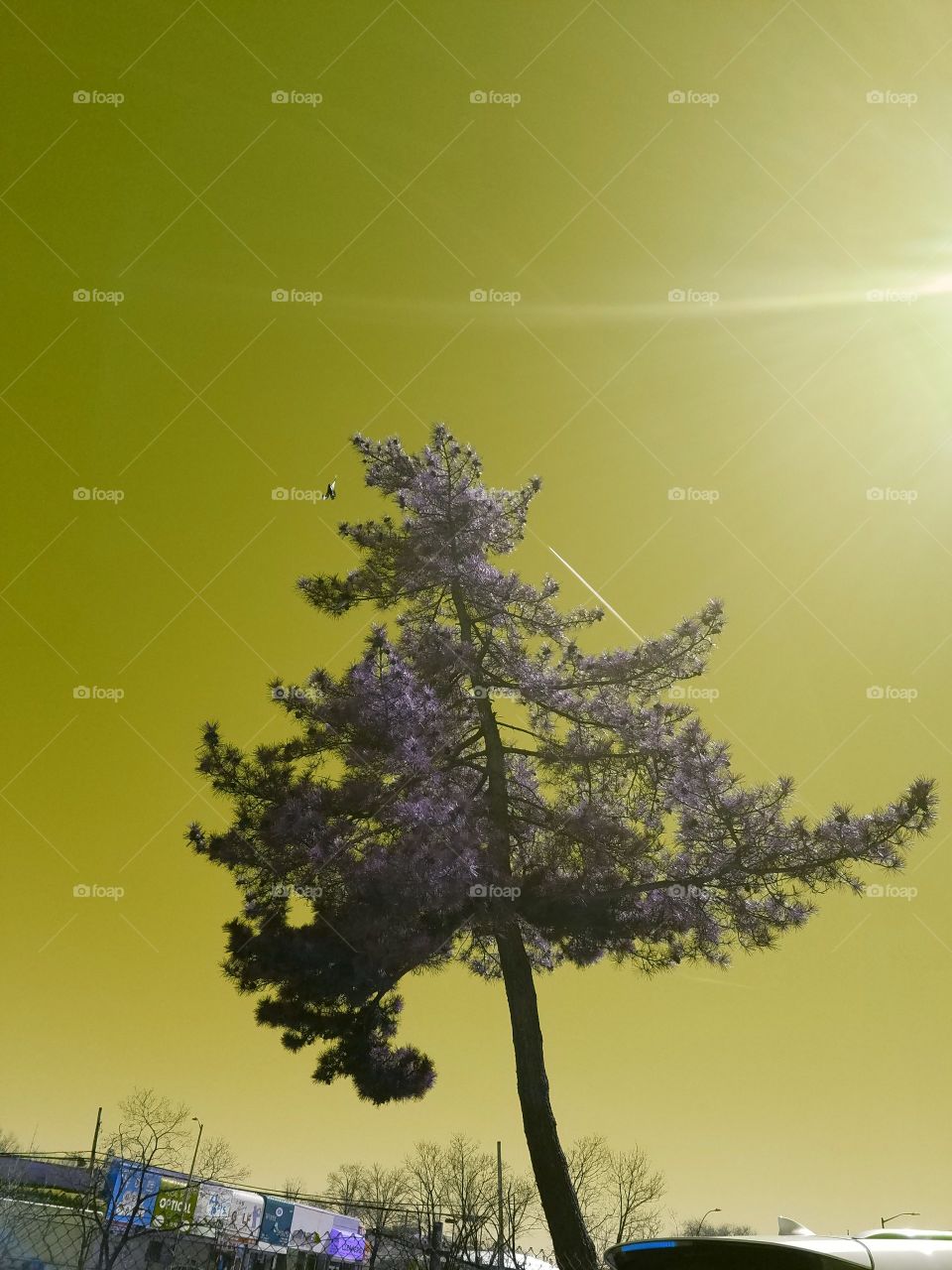 Tree by the side of the Long Island Expressway in Queens NY