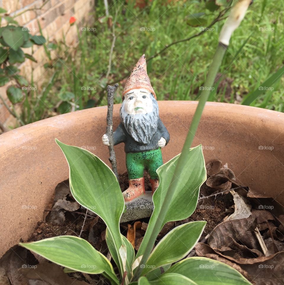 Garden knome in a potted plant 