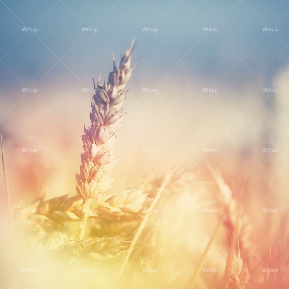 An ear of wheat isolated against a field of wheat with a colourful hazy light.