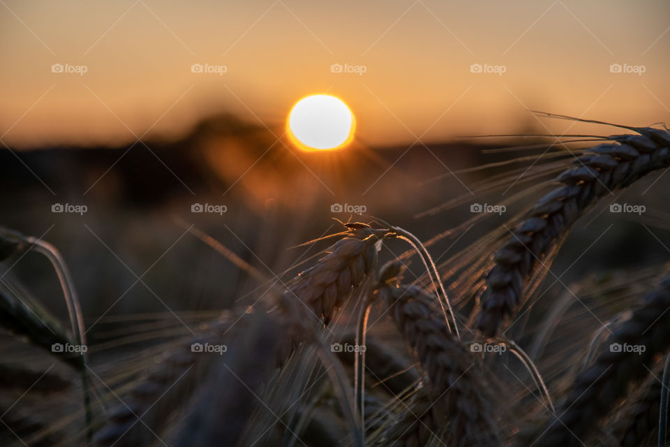 Once in a Summer Evening