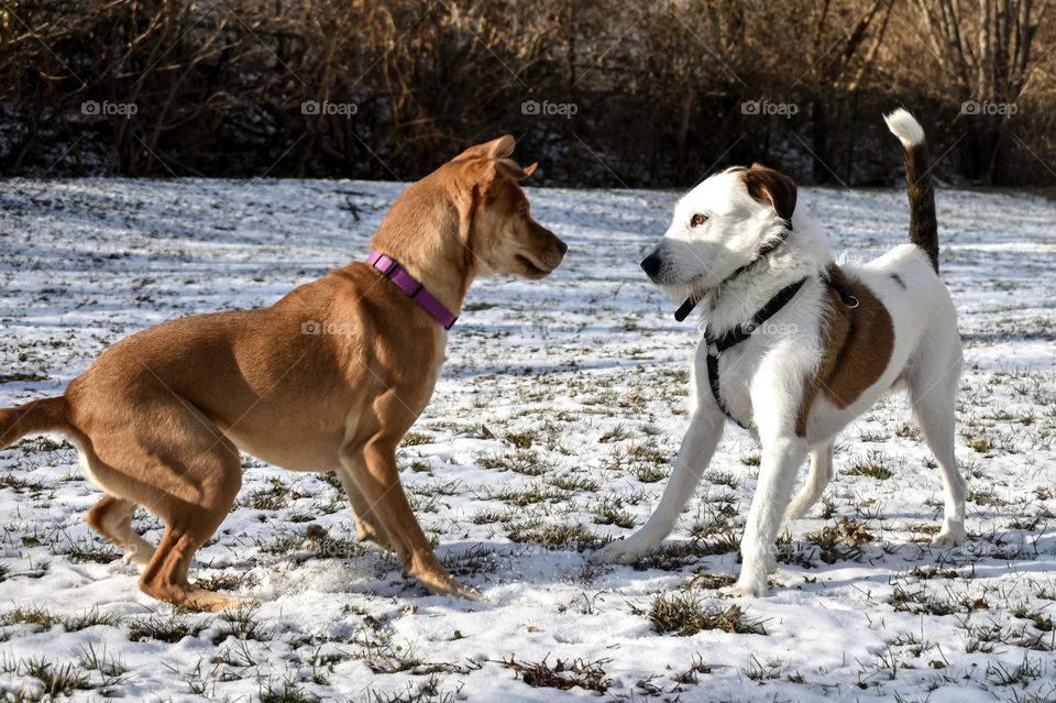 Cute dogs playing in snowy field 