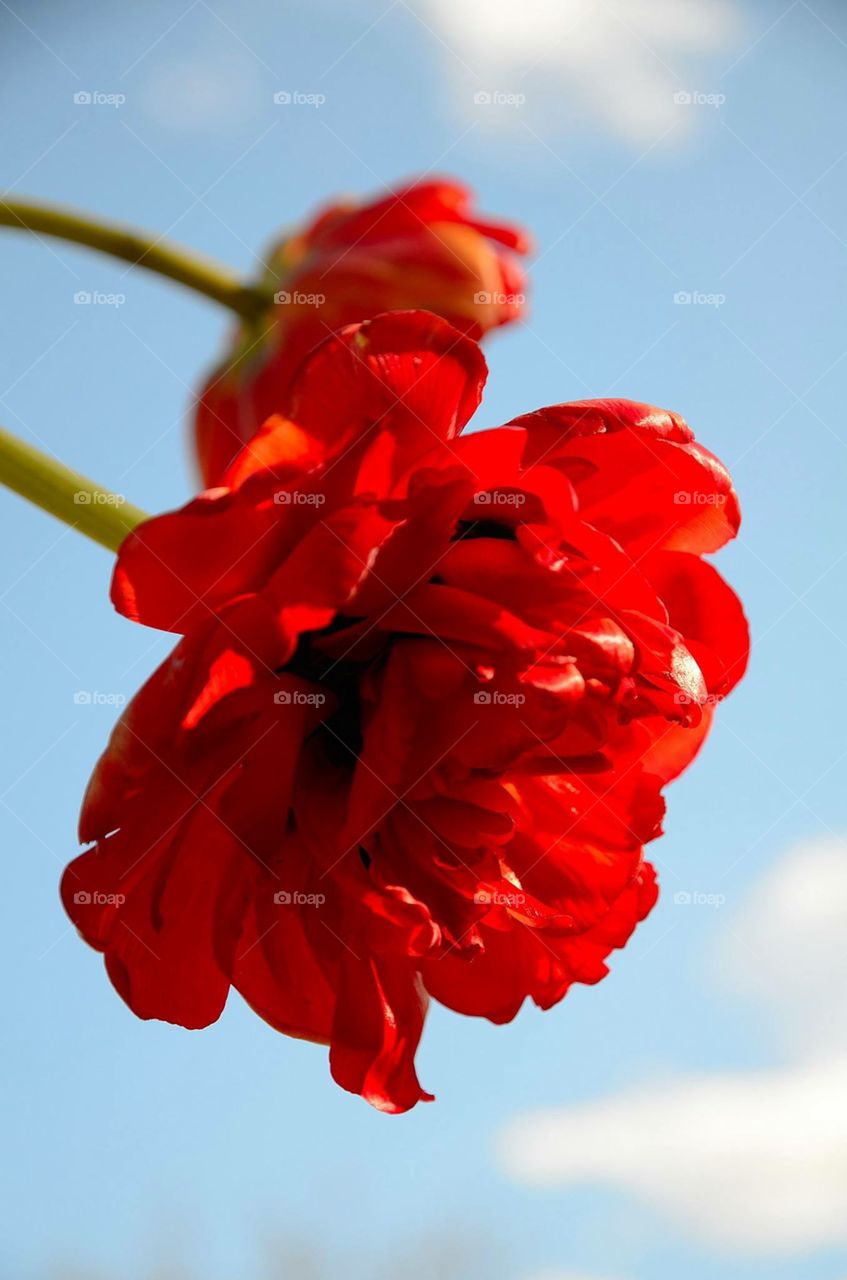 Tulips in the sky 